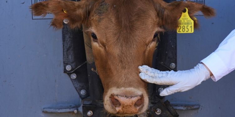 Parasite ravages Mexican cattle exports to the U.S. : NPR