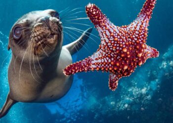 UN ‘excessive seas’ treaty clears ratification threshold, to enter into power in January — International Points