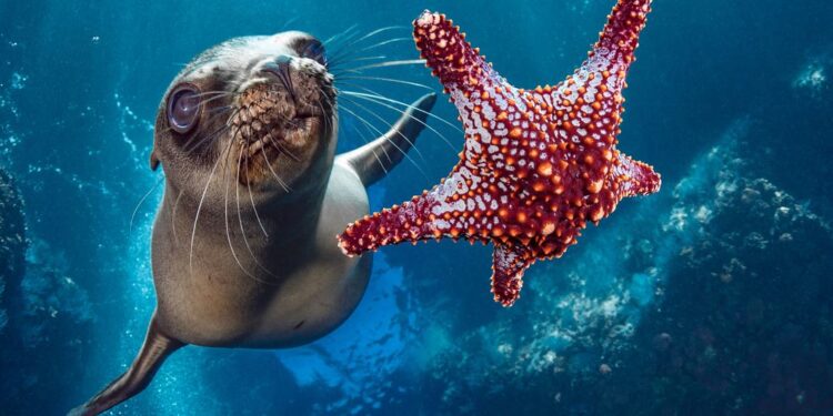 UN ‘excessive seas’ treaty clears ratification threshold, to enter into power in January — International Points