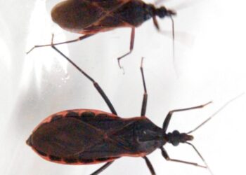 What You Ought to Know Concerning the ‘Kissing Bug’ Illness