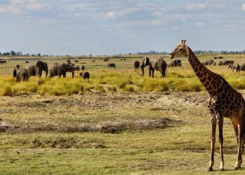 My Chobe Nationwide Park Safari, Botswana Expertise