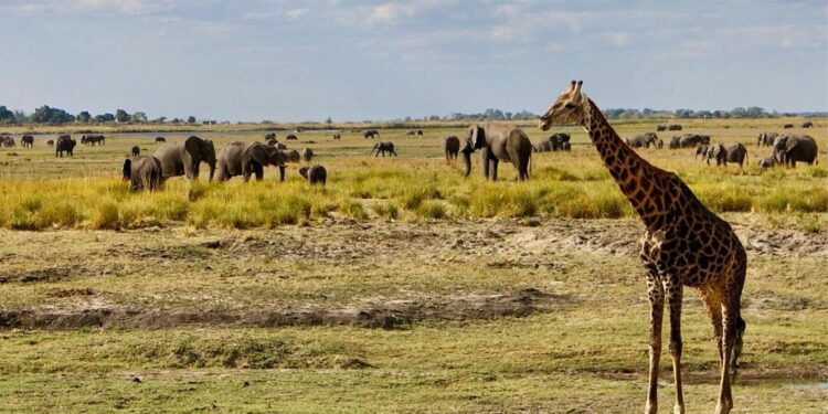 My Chobe Nationwide Park Safari, Botswana Expertise
