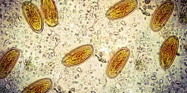 The Tales Advised By DNA in Historic Poop