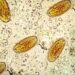 The Tales Advised By DNA in Historic Poop