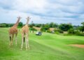 Kenya Golf Holidays: The place Championship Greens Meet Safari Adventures