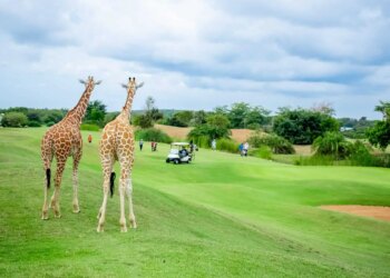 Kenya Golf Holidays: The place Championship Greens Meet Safari Adventures