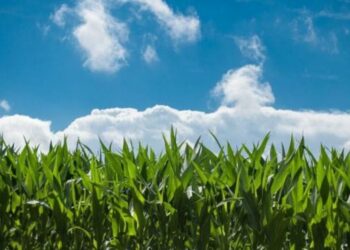 Corn Hits One Month Excessive on Thursday