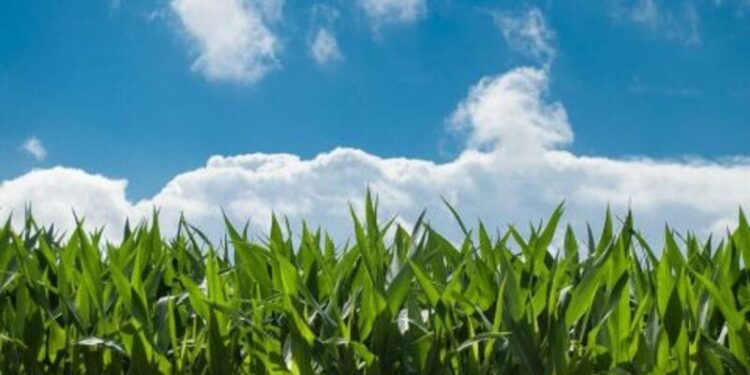 Corn Hits One Month Excessive on Thursday