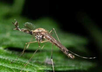 Mosquitoes seem in Iceland for the primary time : NPR