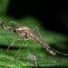 Mosquitoes seem in Iceland for the primary time : NPR