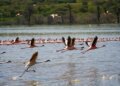 The way to Expertise Lake Bogoria’s Sizzling Springs and Flamingos