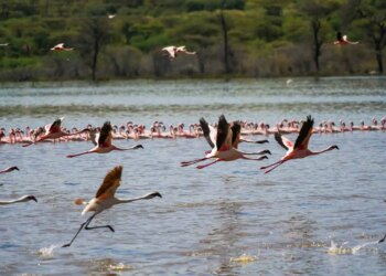 The way to Expertise Lake Bogoria’s Sizzling Springs and Flamingos