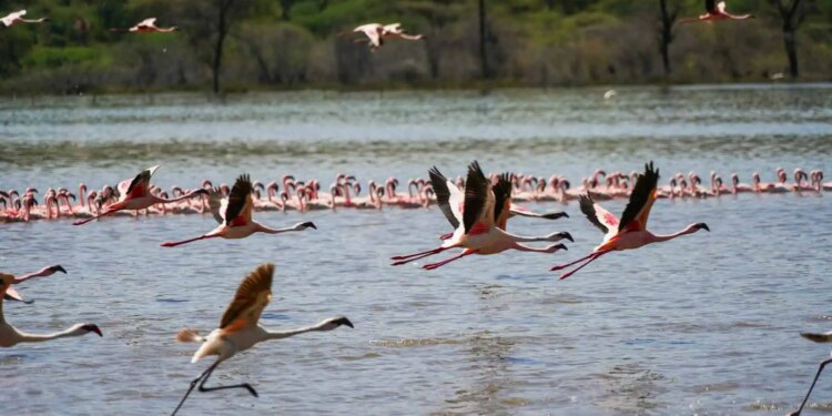 The way to Expertise Lake Bogoria’s Sizzling Springs and Flamingos