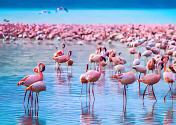 How one can Plan the Good Day Journey to Lake Nakuru