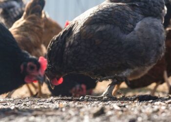Chook flu surges amongst poultry amid a scaled again federal response : Photographs