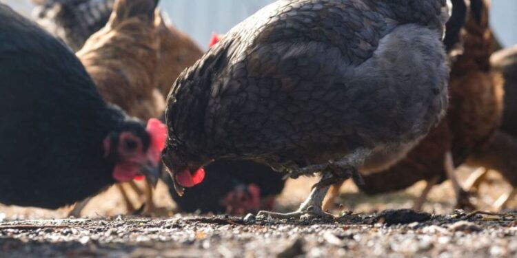 Chook flu surges amongst poultry amid a scaled again federal response : Photographs